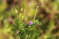 Erodium cicutarium