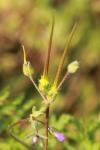 Erodium cicutarium