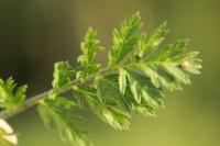 Erodium cicutarium