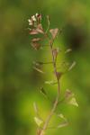 Capsella bursa-pastoris