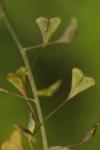 Capsella bursa-pastoris