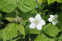 Rubus fruticosus