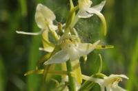 Platanthera chlorantha