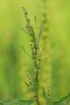 Rumex crispus