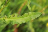 Rumex crispus