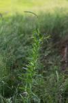 Reseda luteola