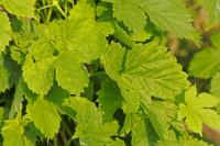Humulus lupulus