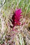Melampyrum arvense