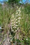 Platanthera chlorantha