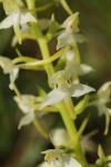 Platanthera chlorantha