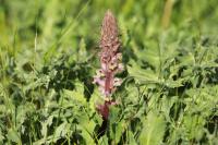 Orobanche amethystea