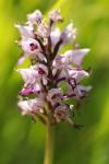 Orchis simia