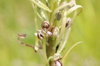 Himantoglossum hircinum