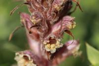 Orobanche amethystea