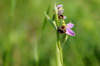 Ophrys apifera