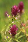 Melampyrum arvense