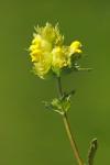 Rhinanthus minor