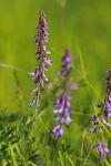 Vicia tenuifolia