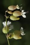 Silene vulgaris