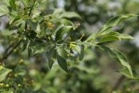 Euonymus europaeus