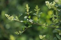 Ligustrum vulgare