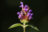 Prunella vulgaris
