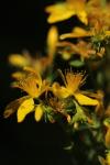Hypericum perforatum