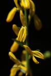 Genista tinctoria