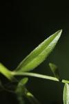 Genista tinctoria