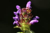 Prunella vulgaris