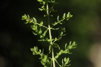 Hypericum perforatum