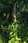 Digitalis purpurea