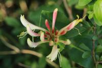 Lonicera periclymenum