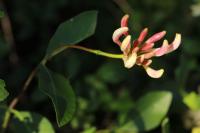 Lonicera periclymenum