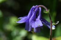 Aquilegia vulgaris
