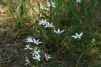 Ornithogalum umbellatum