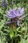 Carthamus mitissimus