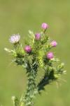 Carduus tenuiflorus