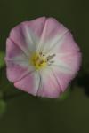 Convolvulus arvensis