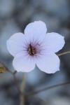 Linum tenuifolium