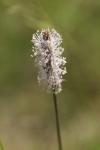 Plantago media