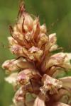 Orobanche amethystea