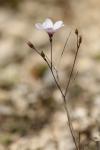 Linum tenuifolium
