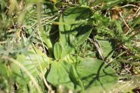 Plantago media