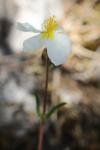 Helianthemum apenninum