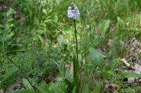 Dactylorhiza fuchsii