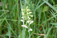 Platanthera chlorantha