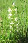 Platanthera chlorantha
