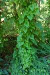 Dioscorea communis