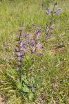 Salvia pratensis